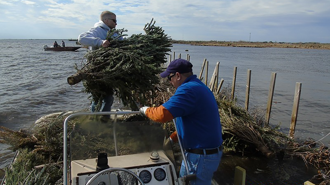 Your Christmas trees could help stop Louisiana's coastal erosion
