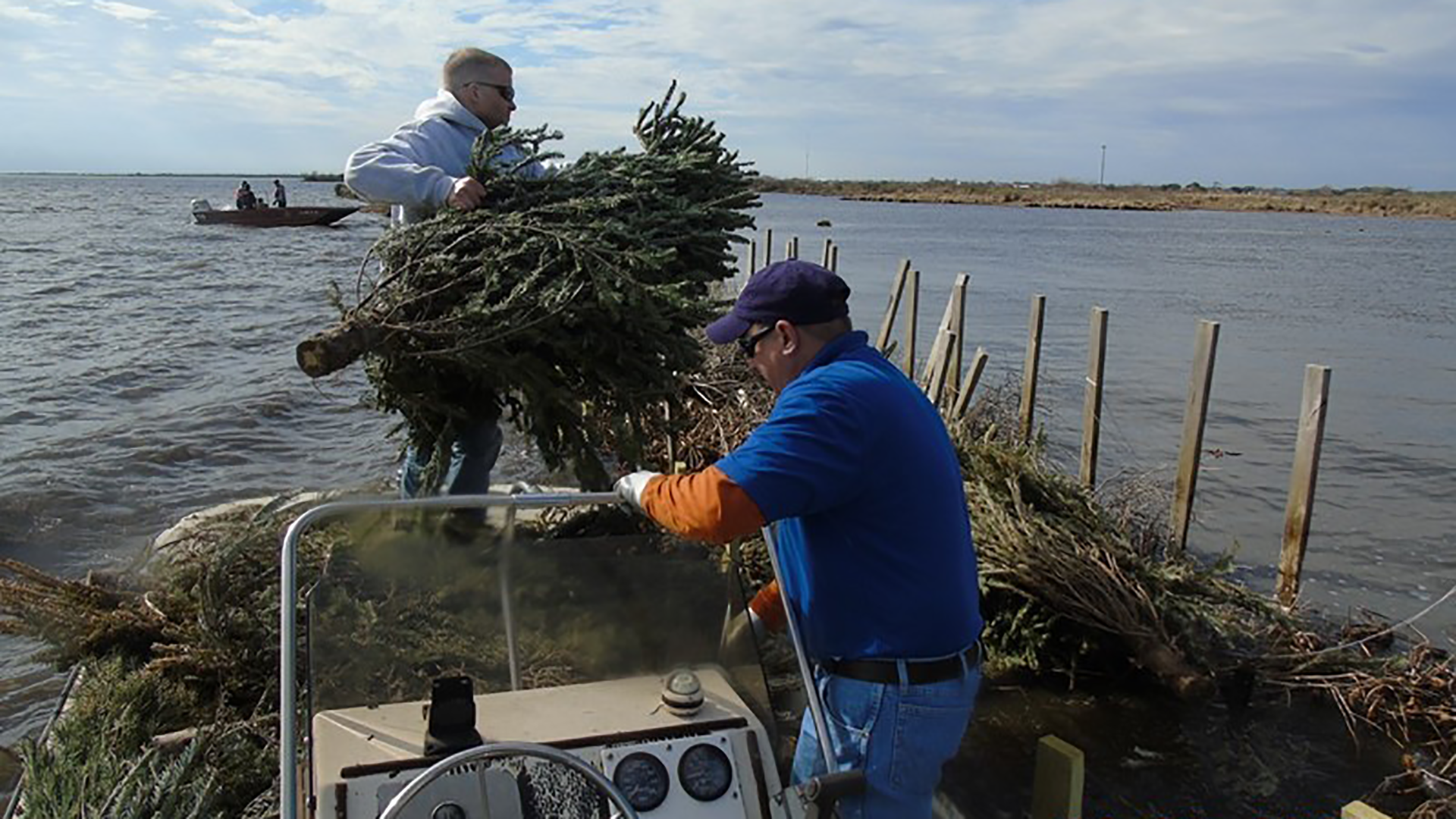 Thousands of recycled Christmas trees will defend Louisiana's coast