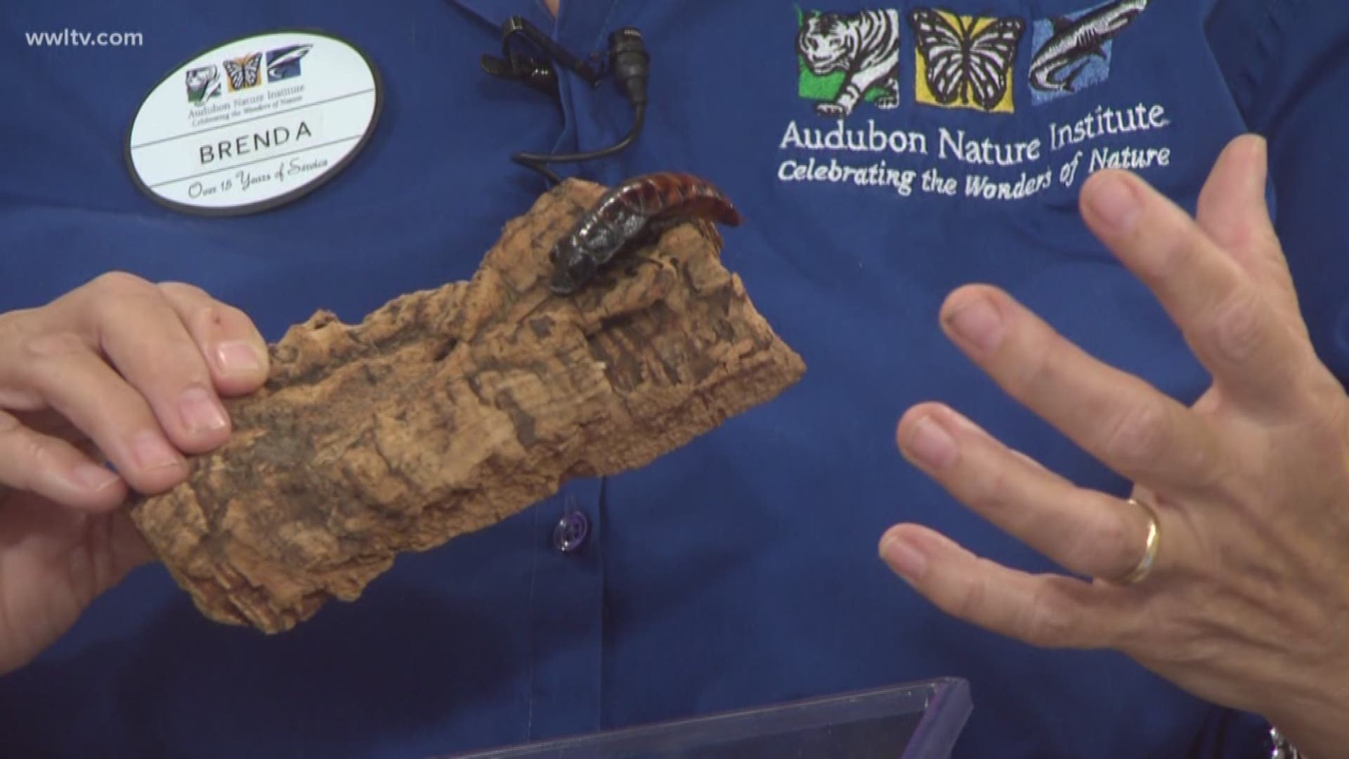 Brenda Walkenhorst has brought in some Hissing Cockroaches to celebrate the birthday of Audubon Institutes.