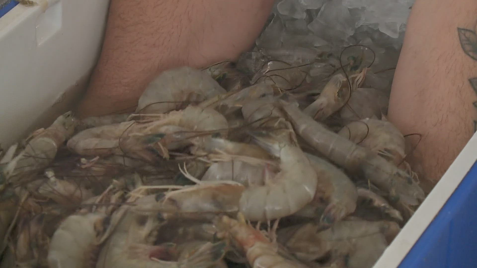 Shrimpers say they're struggling to put food on the table because of all the foreign shrimp flooding the market.