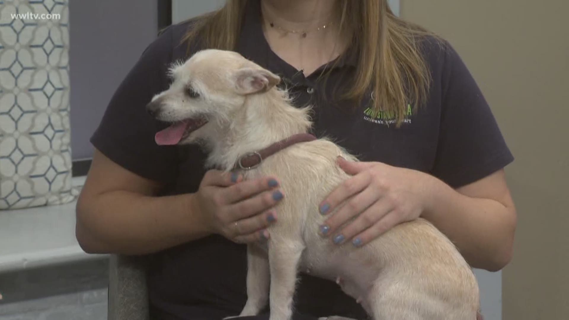 Rebecca Melanson with the LASPCA is here to make sure your family is ready to take care of a new furry family member.