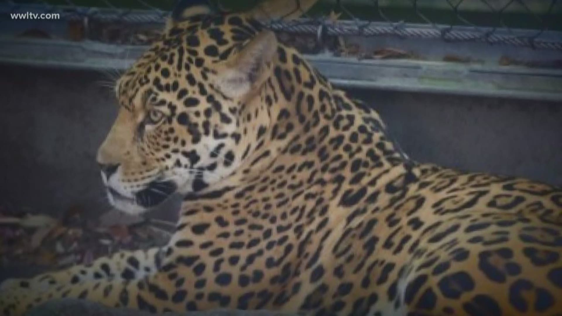 Zoo officials say jaguar exhibit appears 'compromised'
