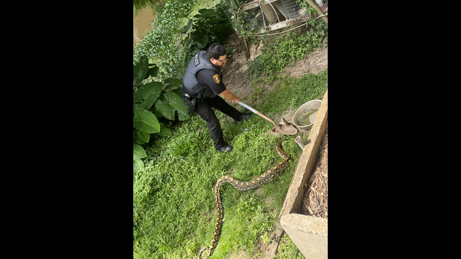 Houma man finds giant python in backyard | wwltv.com