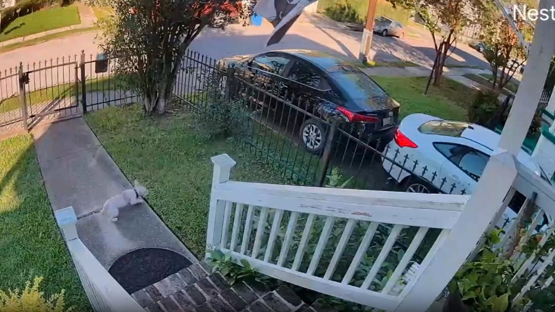 Rescued Terrier Scrim Jumps from Window, Escapes Again | wwltv.com