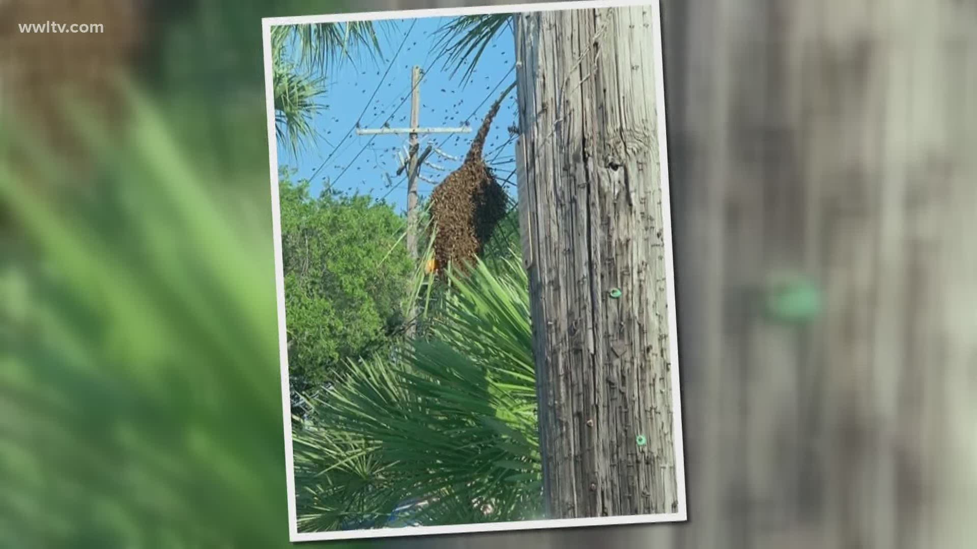 Large Bee Swarm Spotted In Metairie Here S Why Wwltv Com