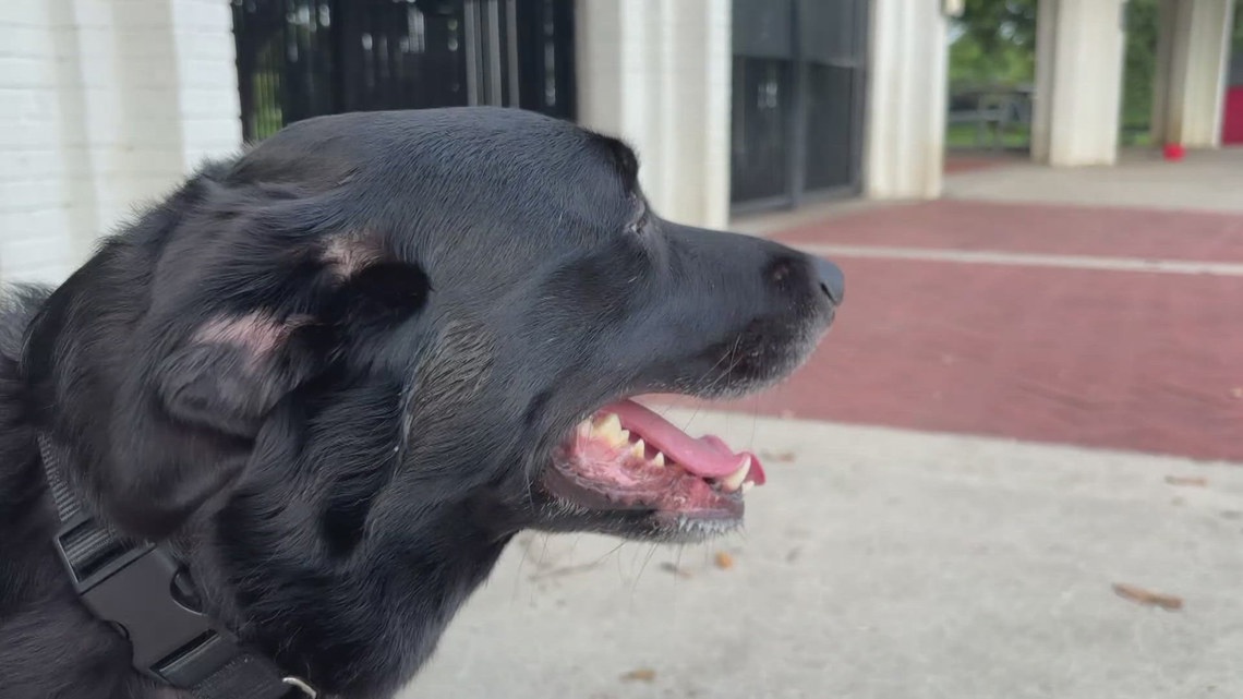 New Orleans vet warns pet owners of rising heat stroke cases