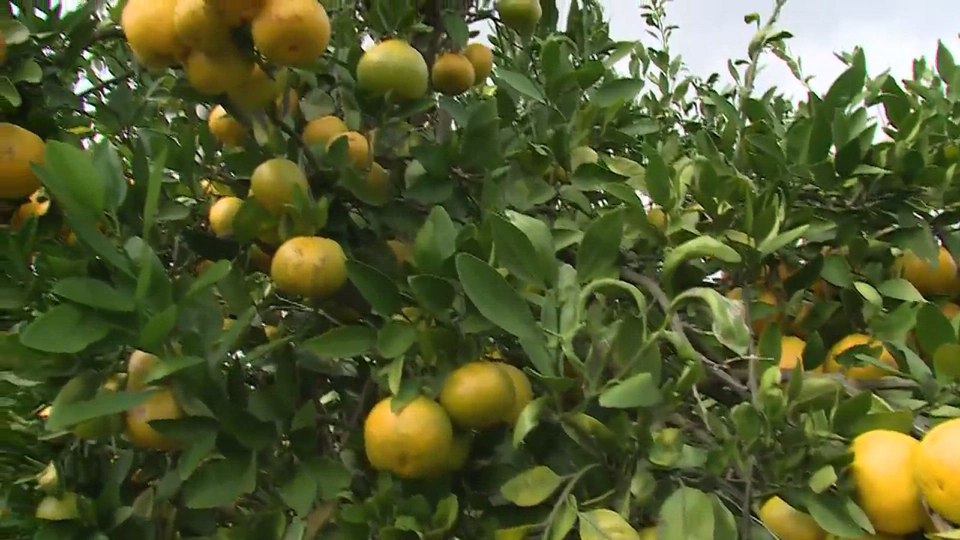 Photojournalist Derek Waldrip visits a local satsuma farm.