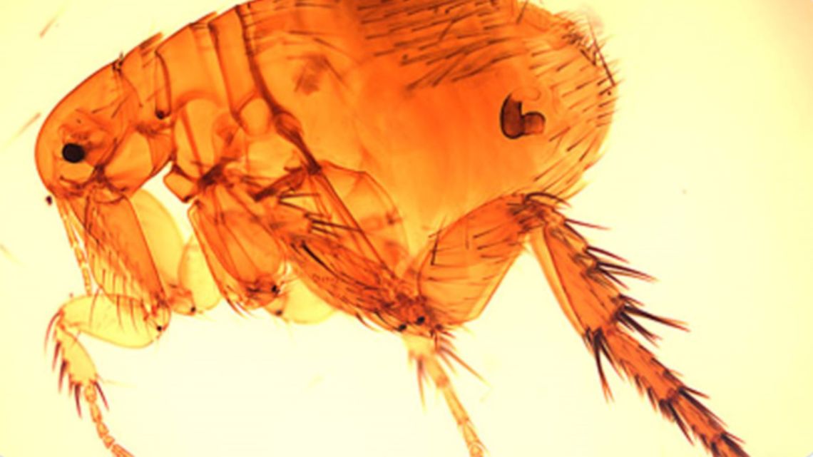 'Driving me crazy': Family fights flea infestation amid rise in Flea-Borne Typhus