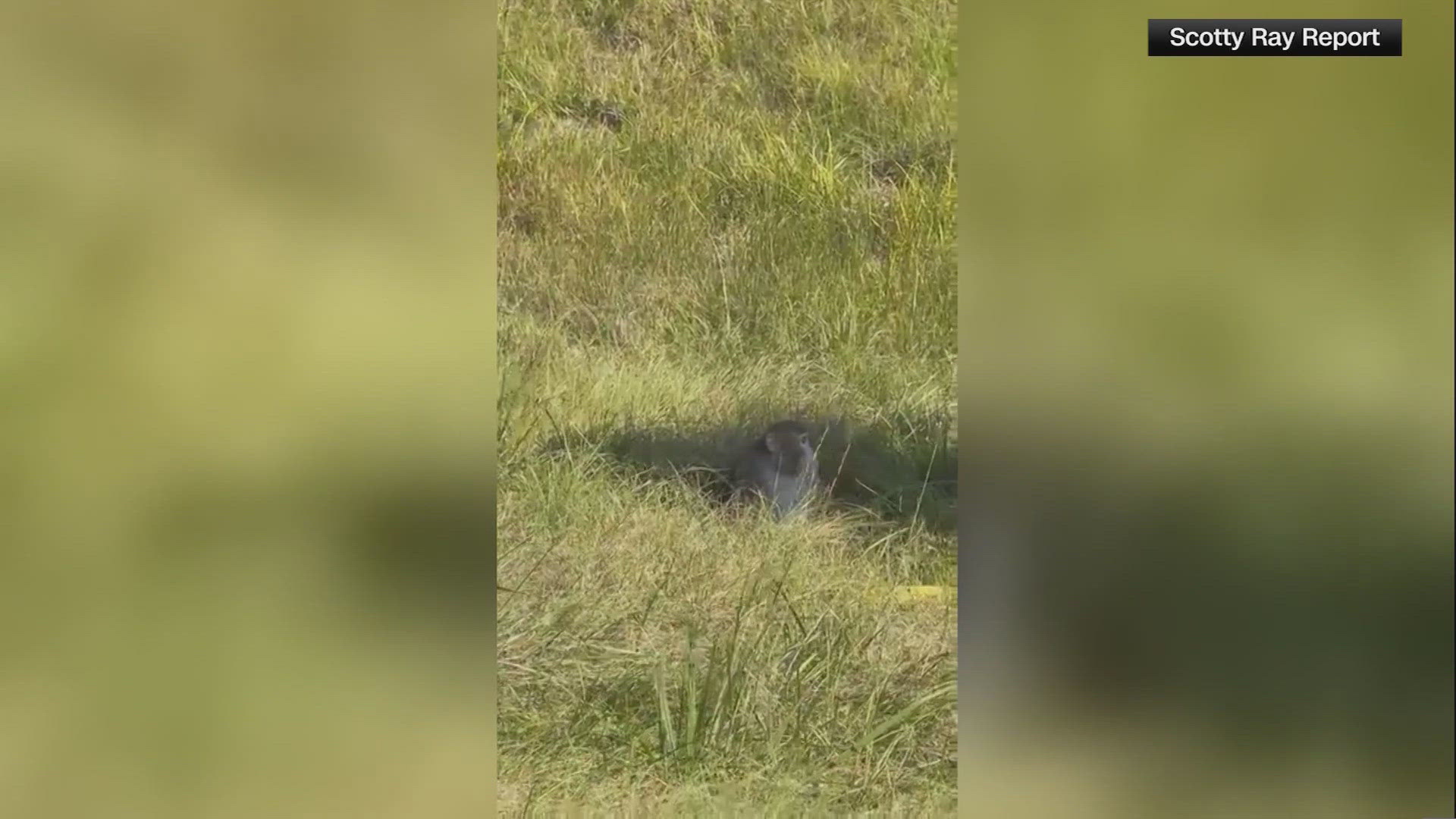 Mother shoots, kills escaped monkey | wwltv.com