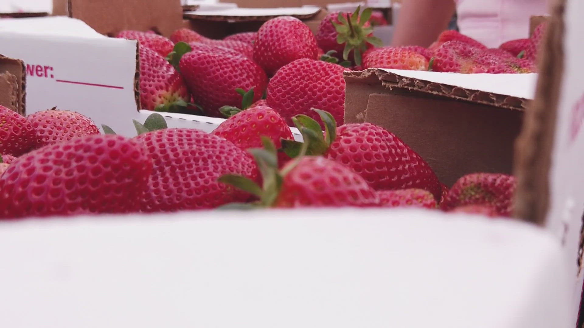 Ponchatoula Strawberry Festival Kicks Off, Runs Through Sunday