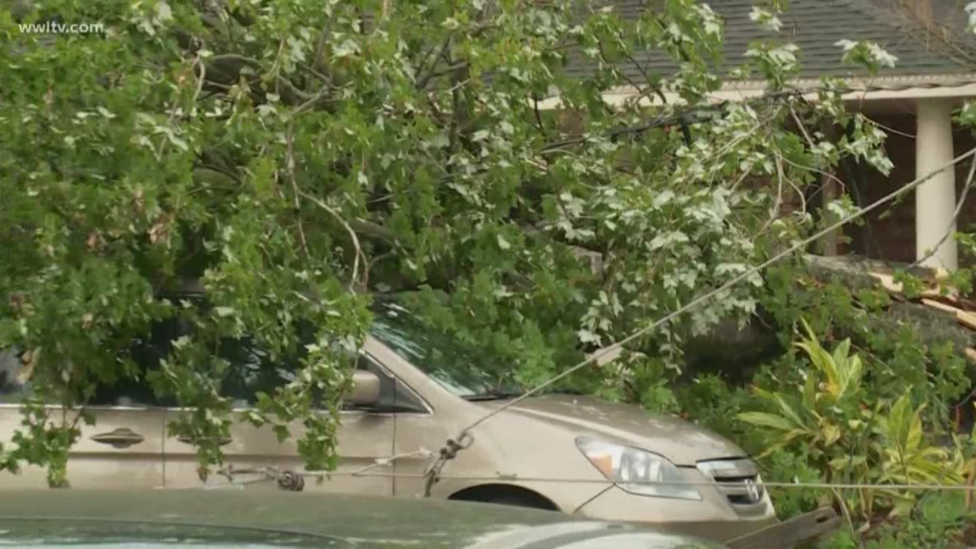 A tree and power pole were knocked over, knocking out power to about 100 buildings in Jefferson Parish Thursday morning.