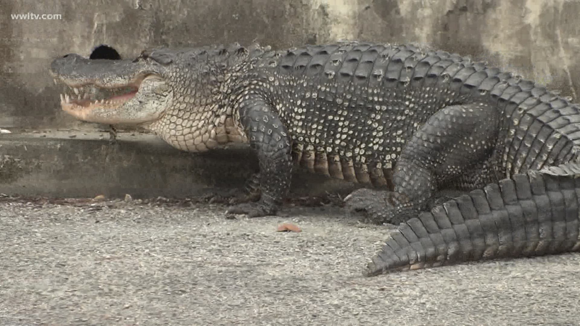 A large alligator found walking on the street in Lakeview was killed Friday morning because it was reportedly too big to relocate.