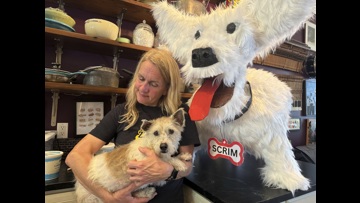Runaway Dog Scrim Captured in New Orleans After Months on the Run ...
