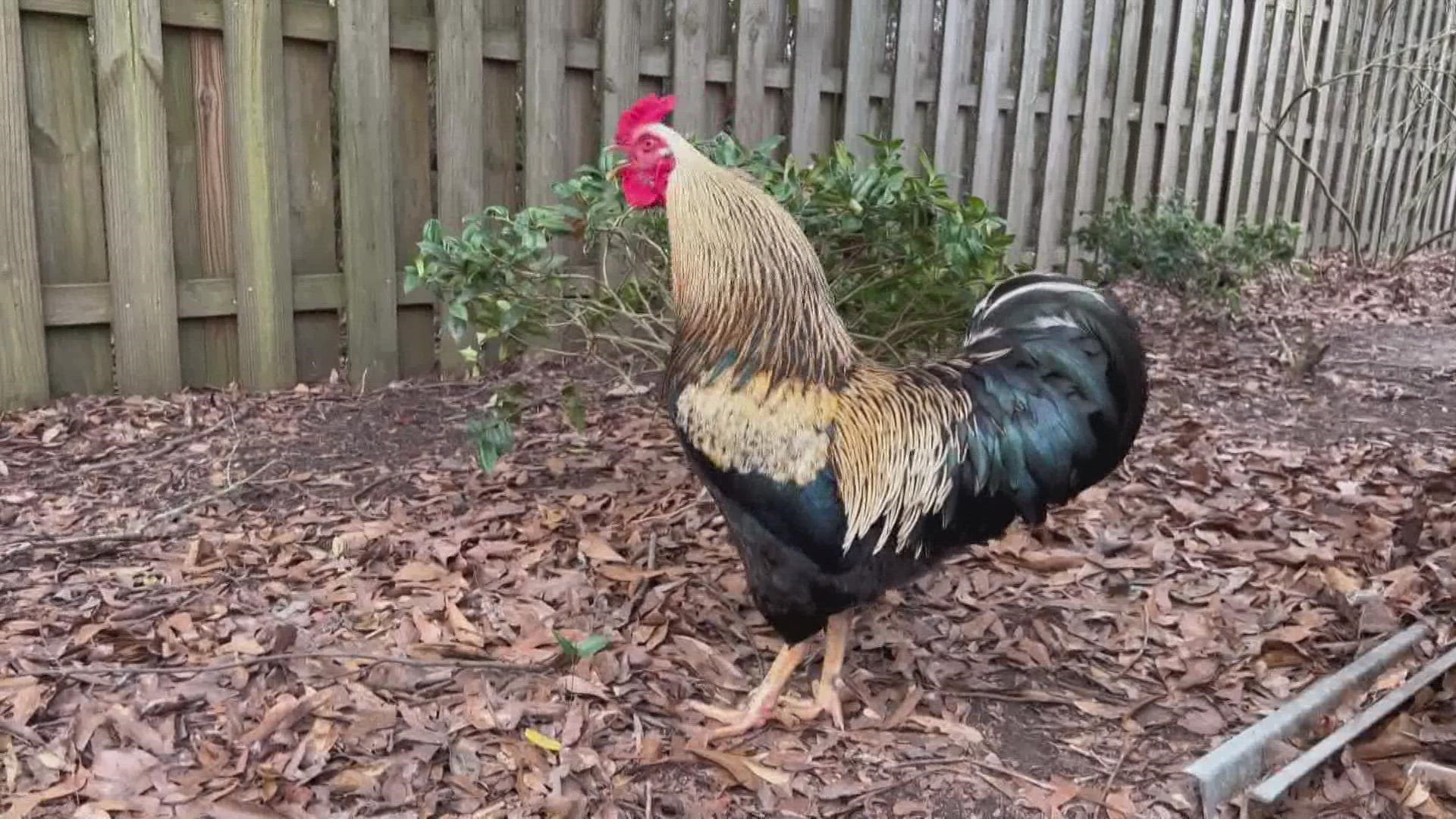 The Popeyes in Slidell has elected a new mascot, a live chicken named Rocco.