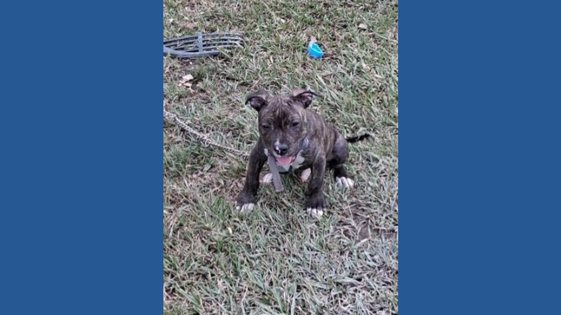 Puppy stolen in New Orleans East armed robbery, police say