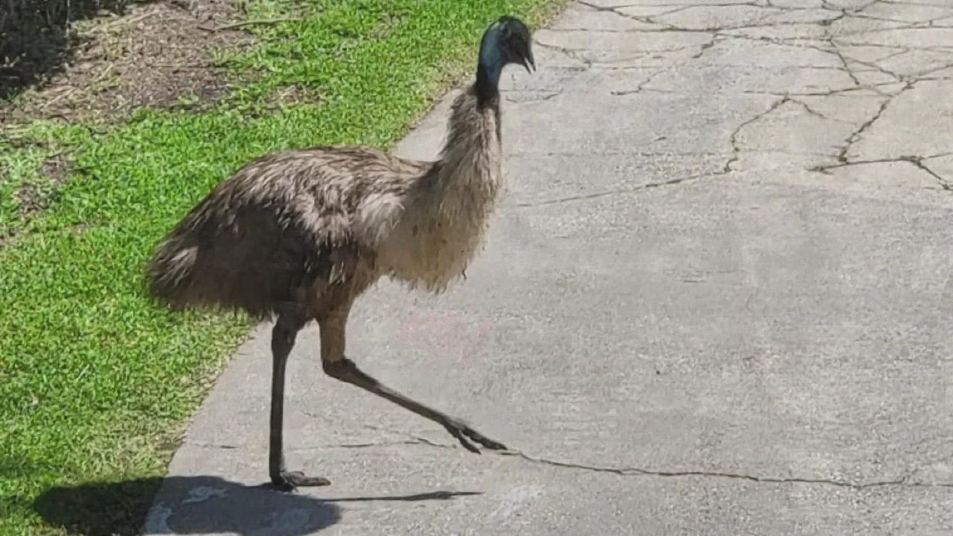 An Emu got loose from an enclosure last week, and neighbors still can't believe their eyes.