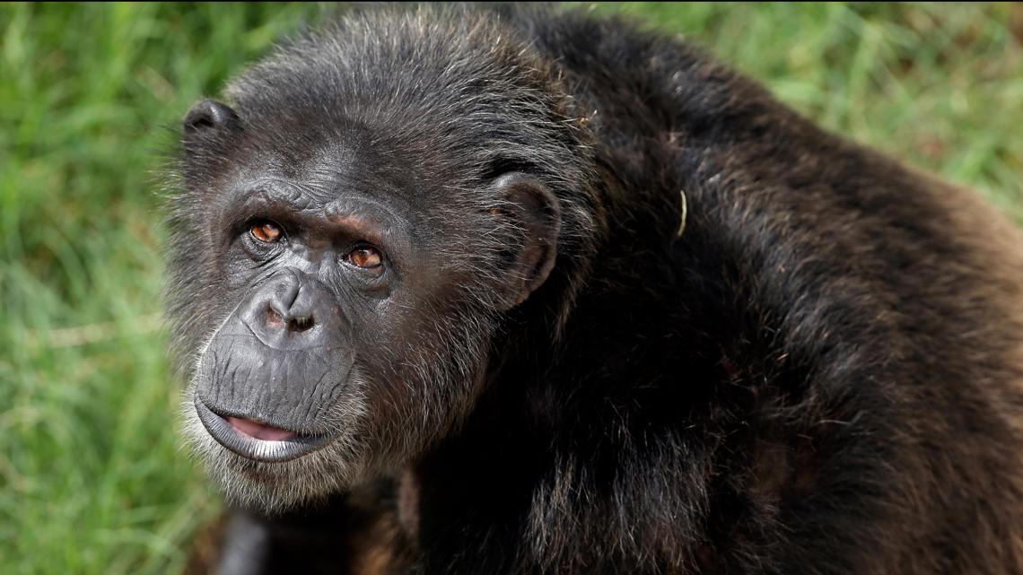 Retired research chimps to be moved from New Mexico to a Louisiana ...