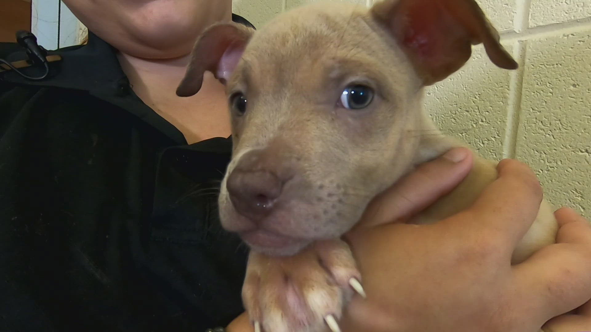 Jefferson Parish Animal Control says the dogs were caked in their own waste and had little to no food and water. WWL Louisiana's Eleanor Tabone reports.