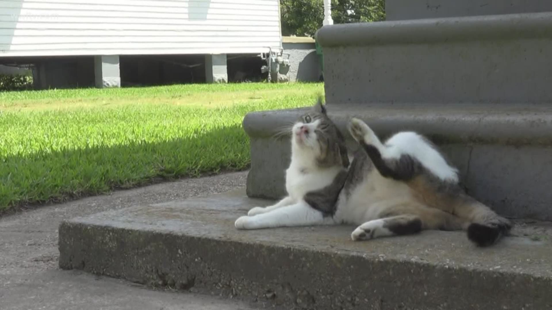A community is under siege by the smell of stray cats that have taken over parts of Westwego.