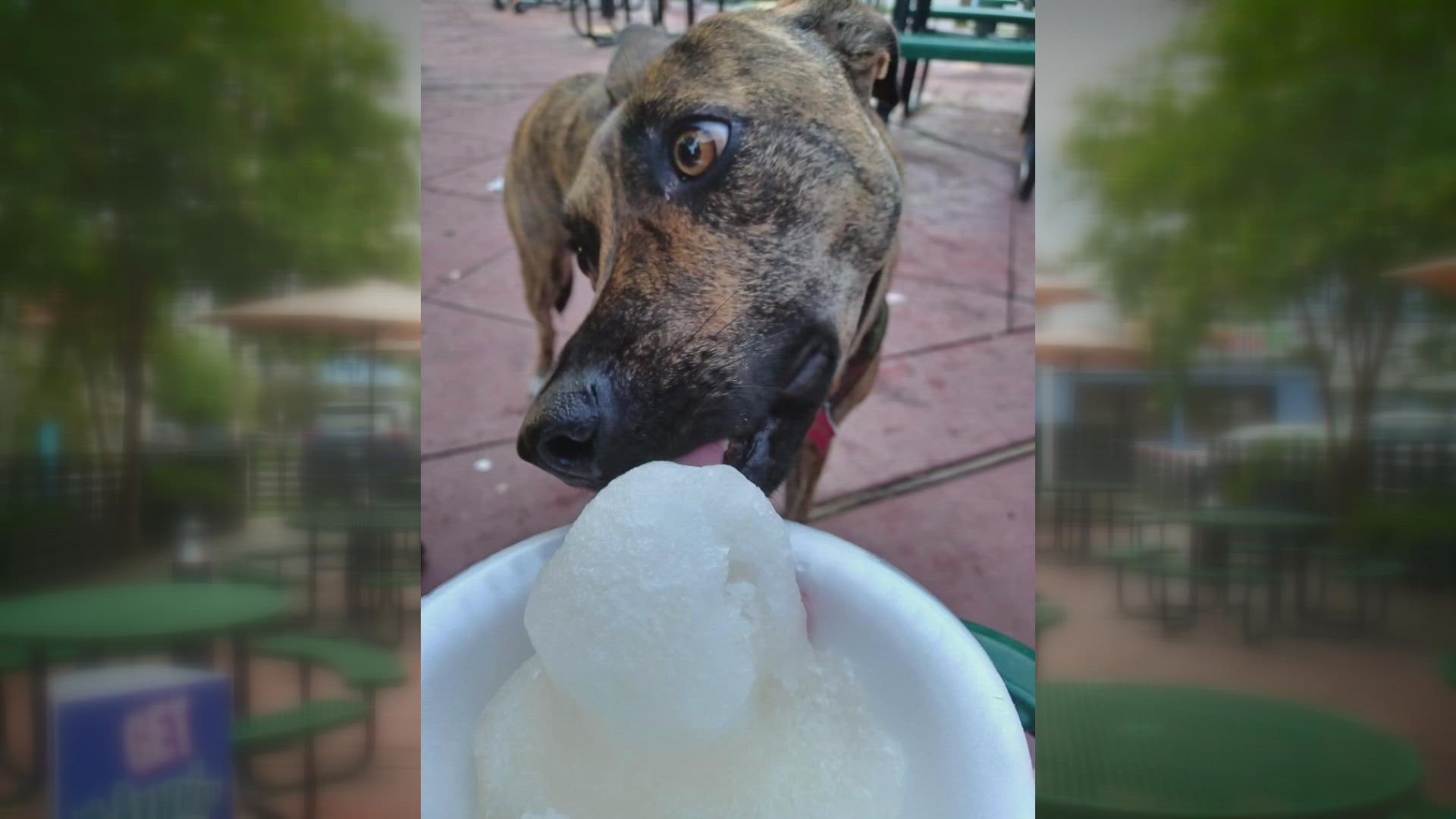 Photojournalist Adam Copus shows where you can find a frozen treat for your four-legged friend.