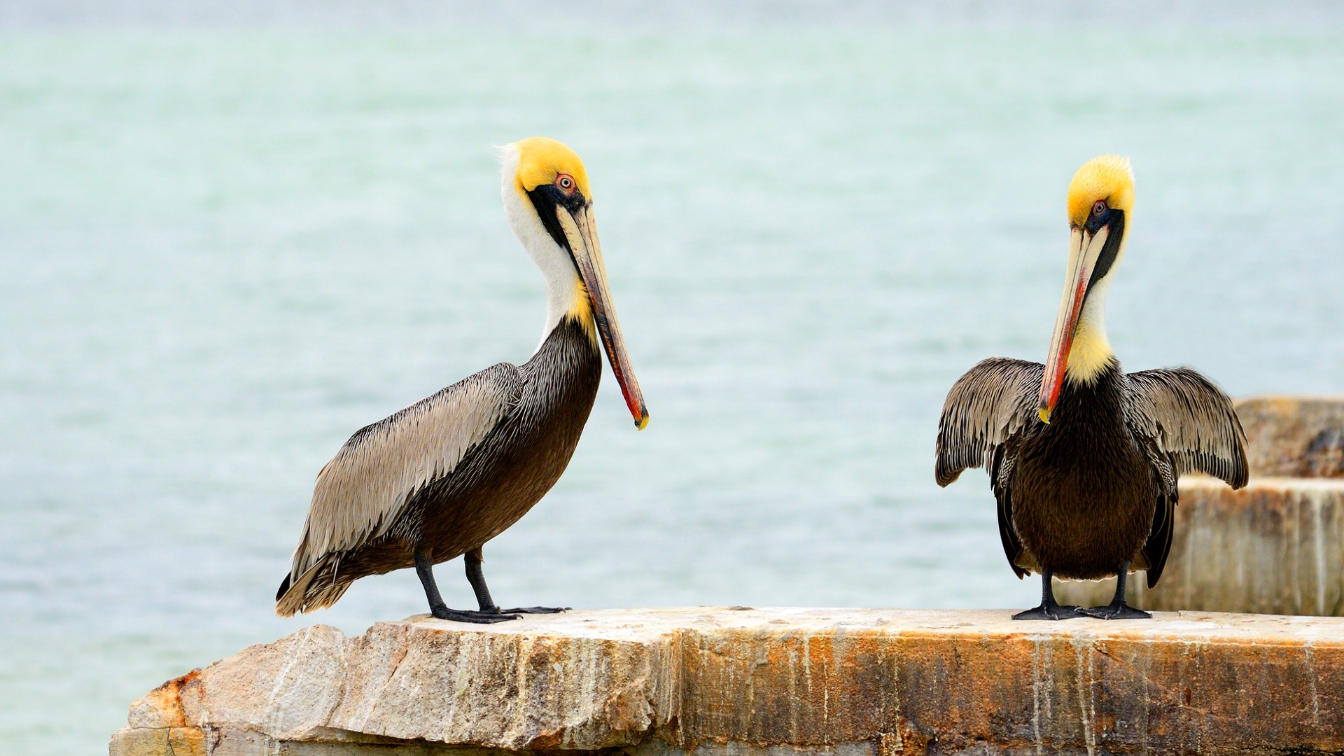 State authorities are looking into who might be behind a series of Pelican deaths reported in Plaquemines and St. Bernard Parish.