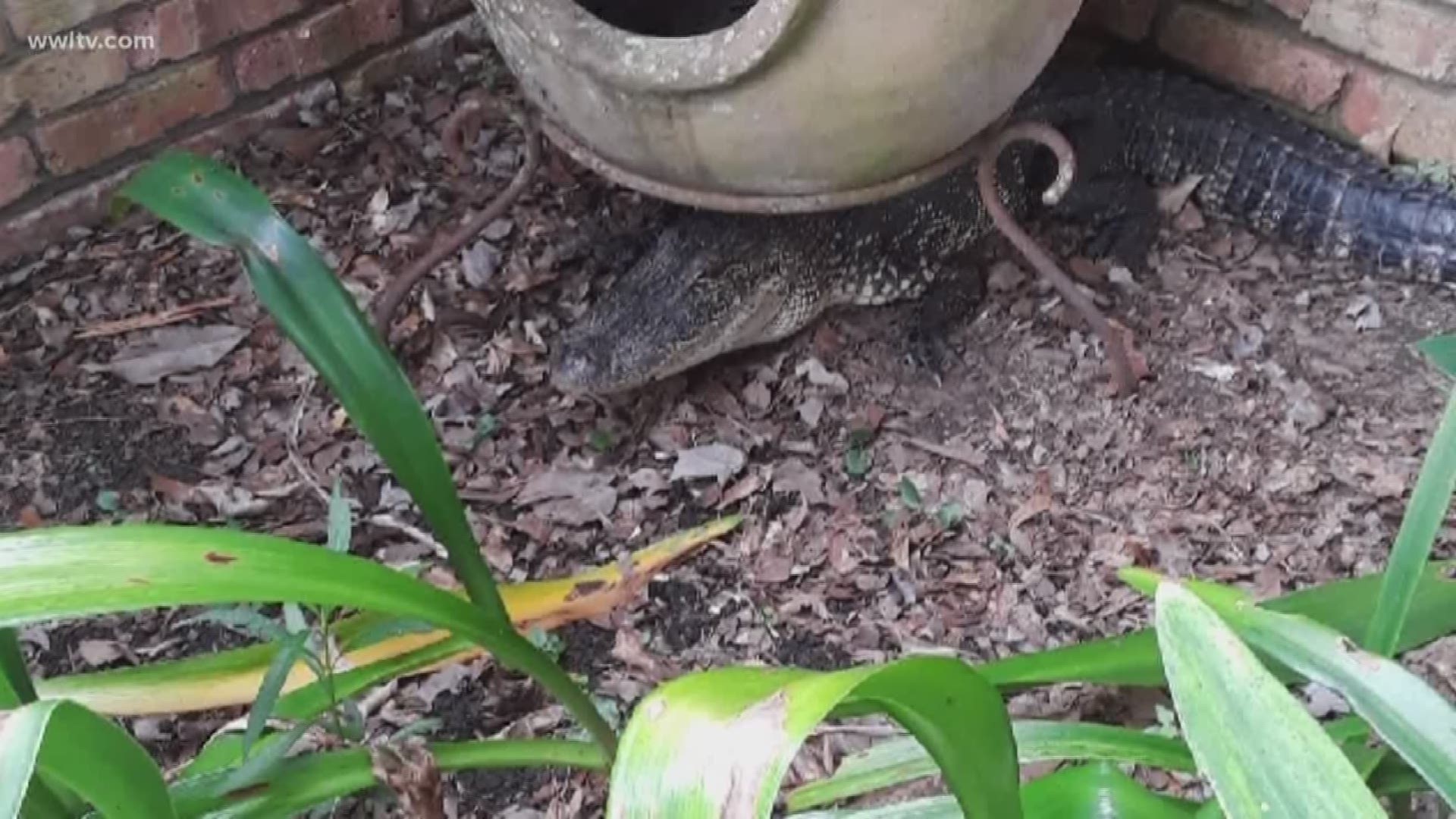 The deputy was helping animal control remove the alligator from a home when it broke free.