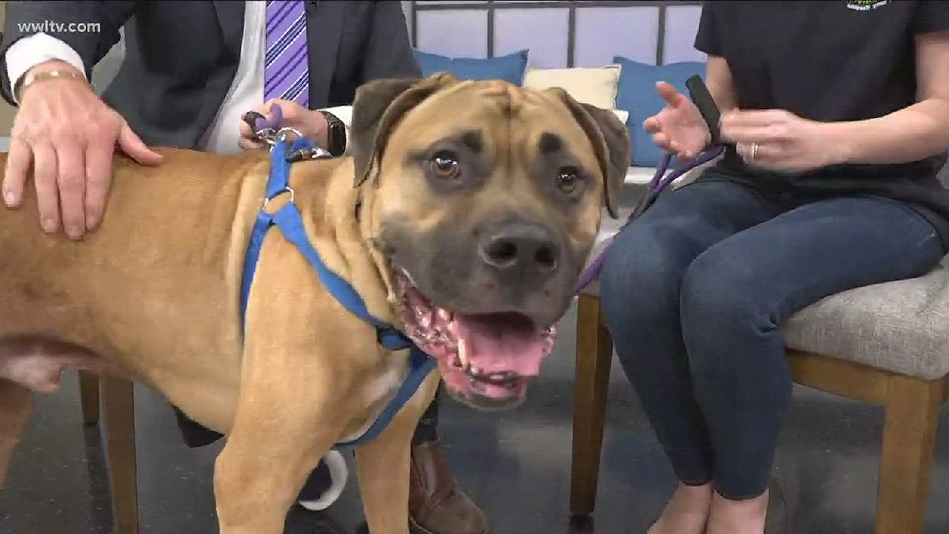 February is National Spay and Neuter Awareness Month. Alicia Vial from Louisiana SPCA shares more information about the benefits of these procedure, and she brought along an adoptable dog.