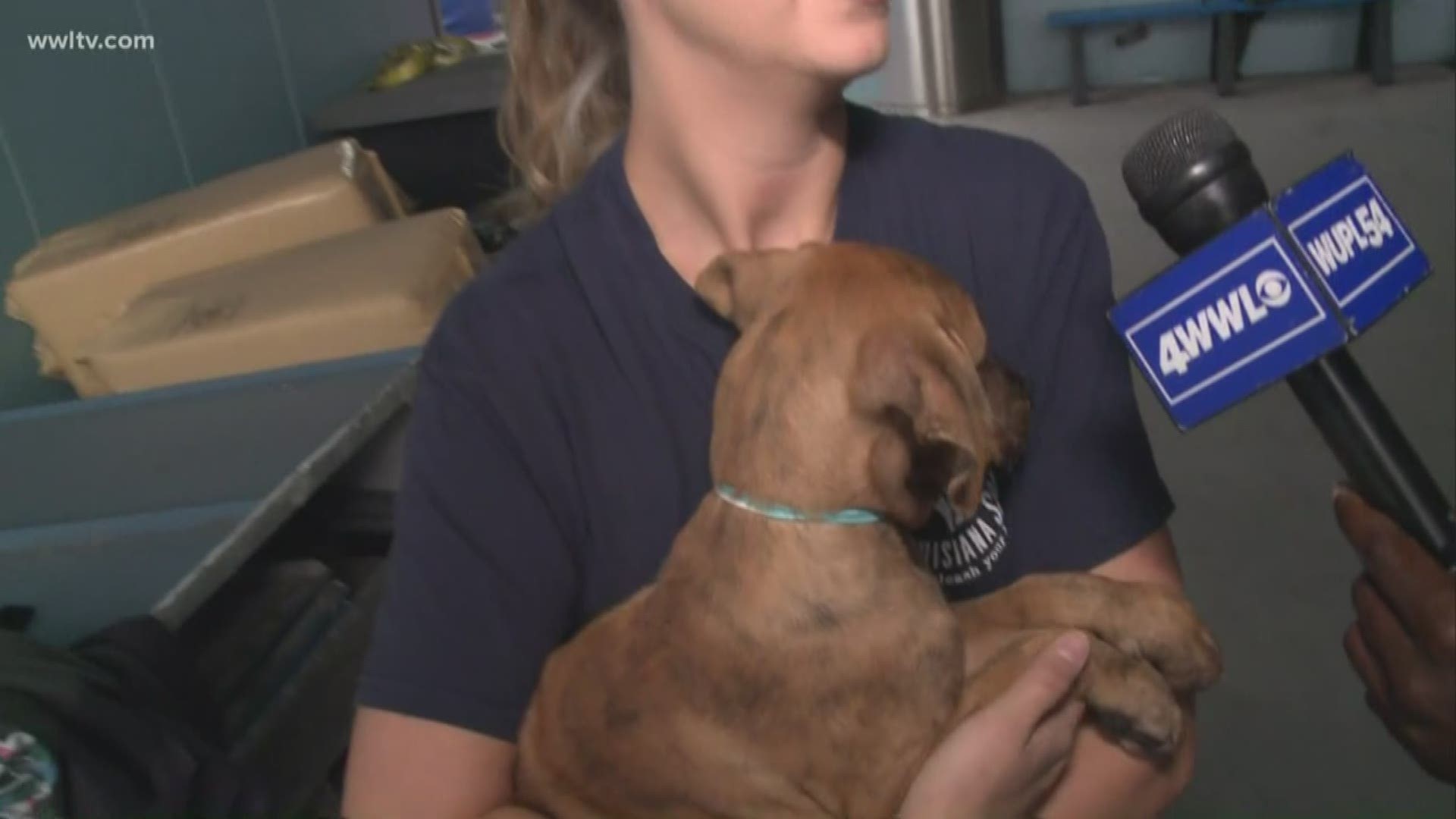 Rescue groups are offering space to make sure shelter pets are safe during Tropical Storm Barry