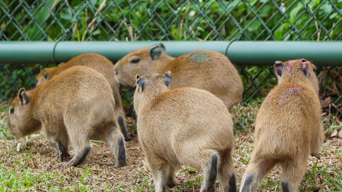 Audubon Zoo's capybara family grows with five new pups | wwltv.com