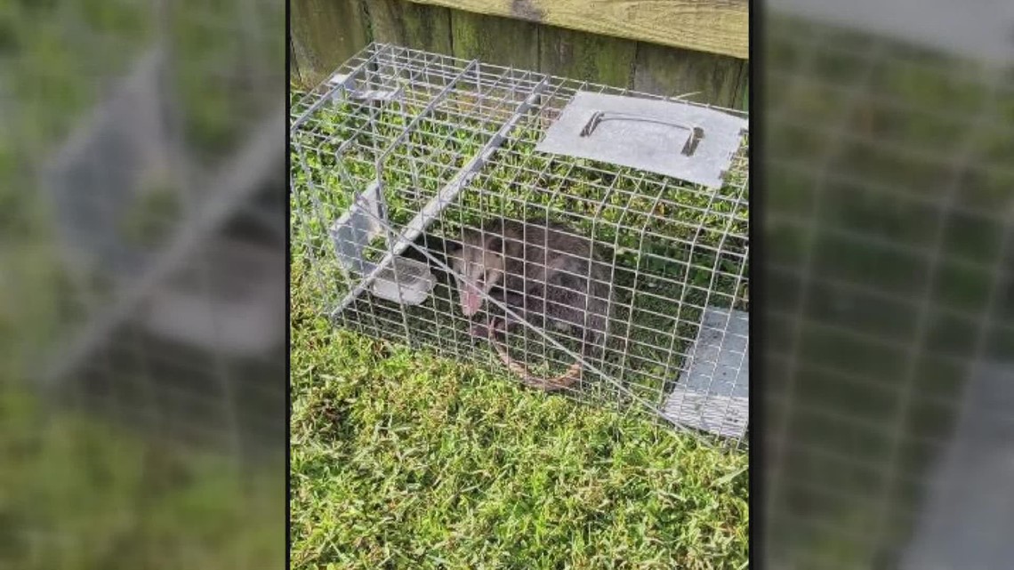 Critters pester Westbank neighborhood - Vimarsana News