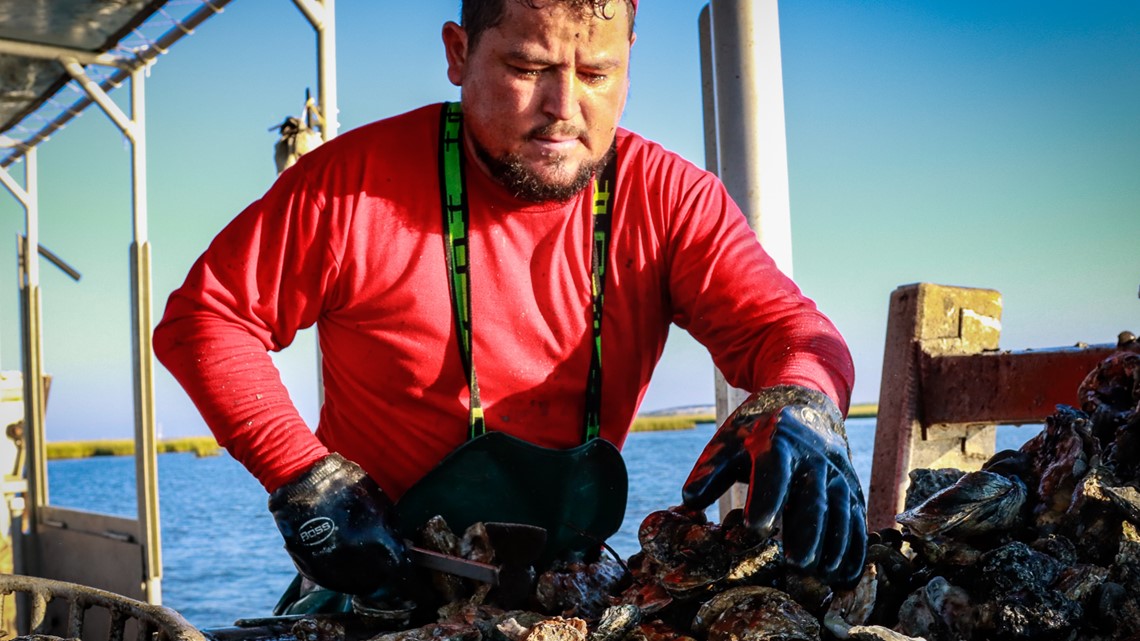 Hurricane Ida the latest blow to Louisiana's oyster industry ...