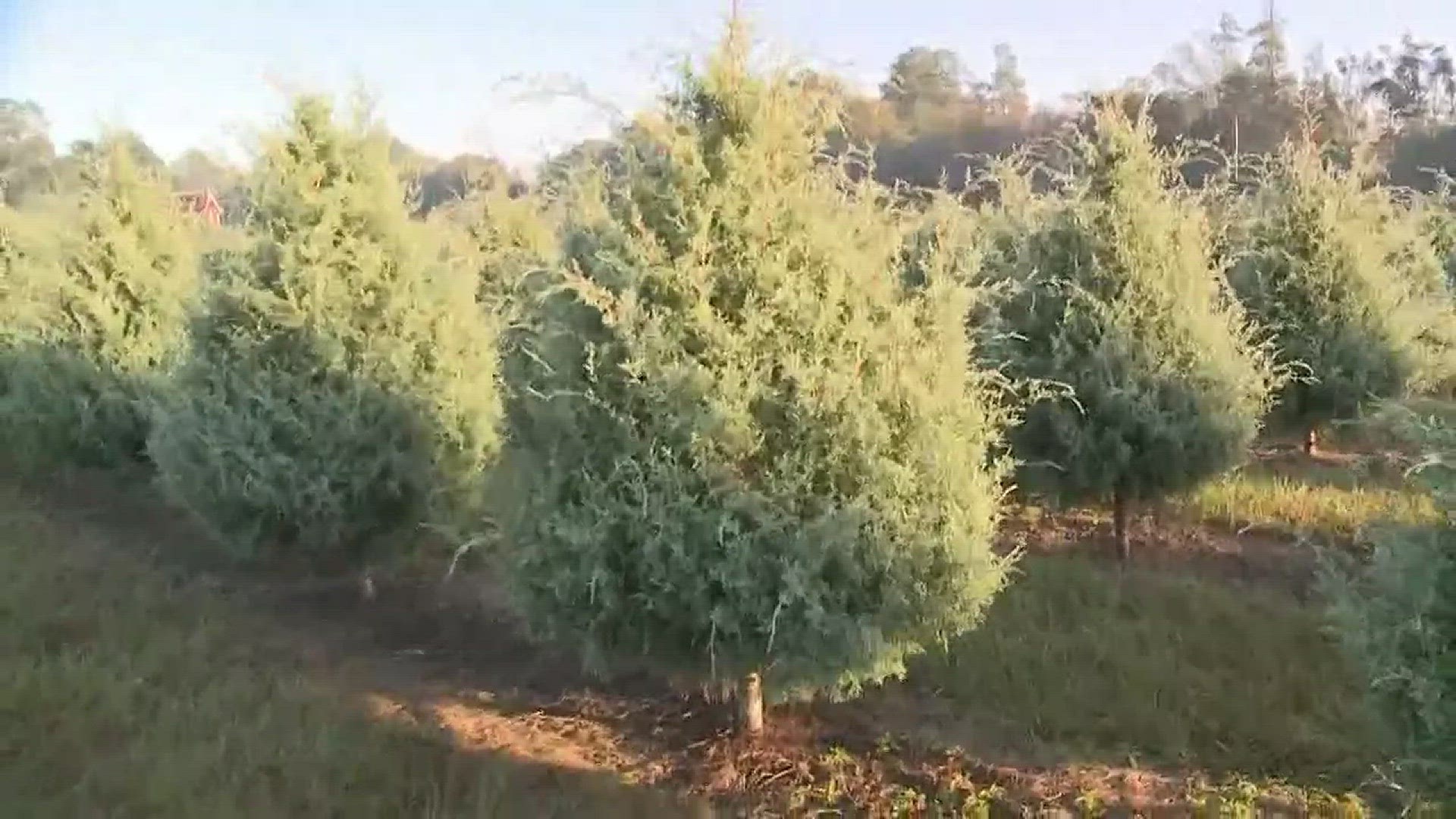 Mardi Gras Trees come from Shady Pond Tree Farm