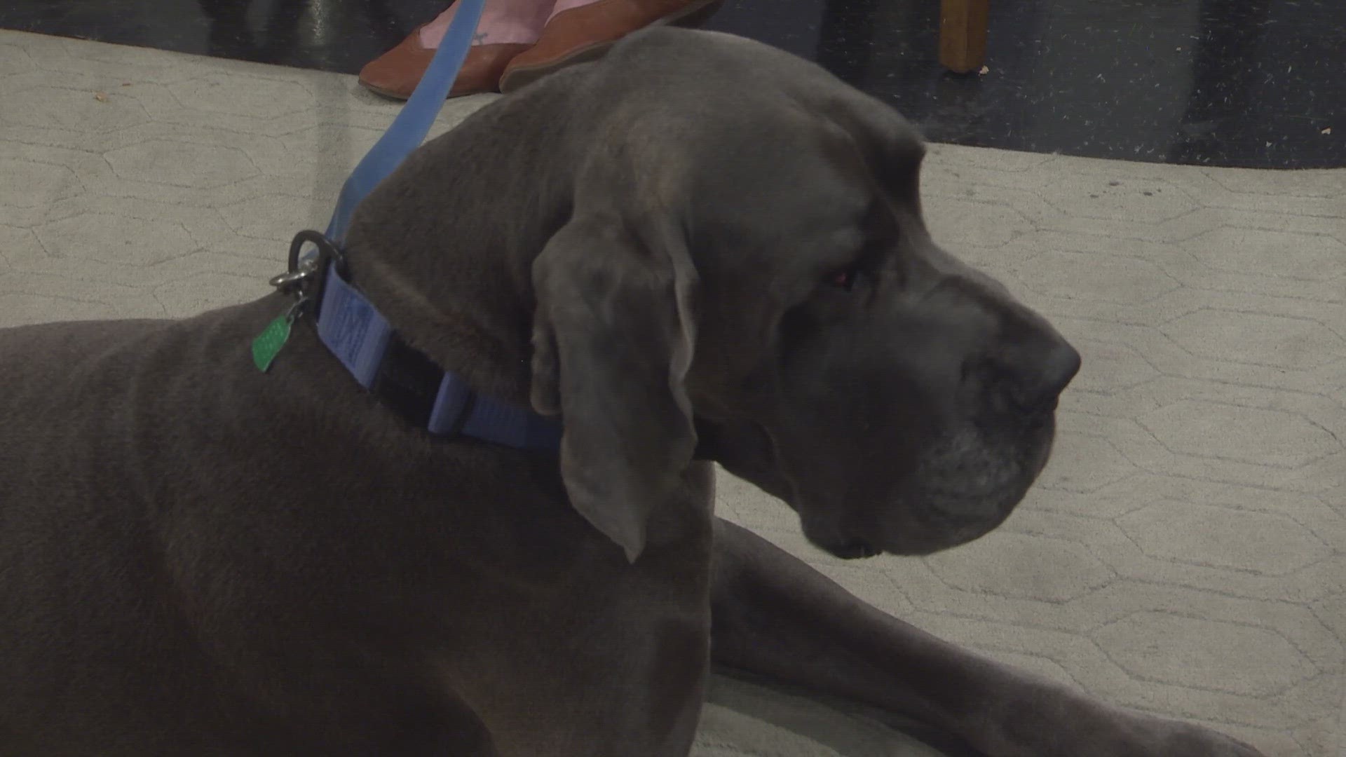 The Animal Assistance League of Slidell spoke with WWL Louisiana's Brandon Walker about the foster need ahead of Christmas.