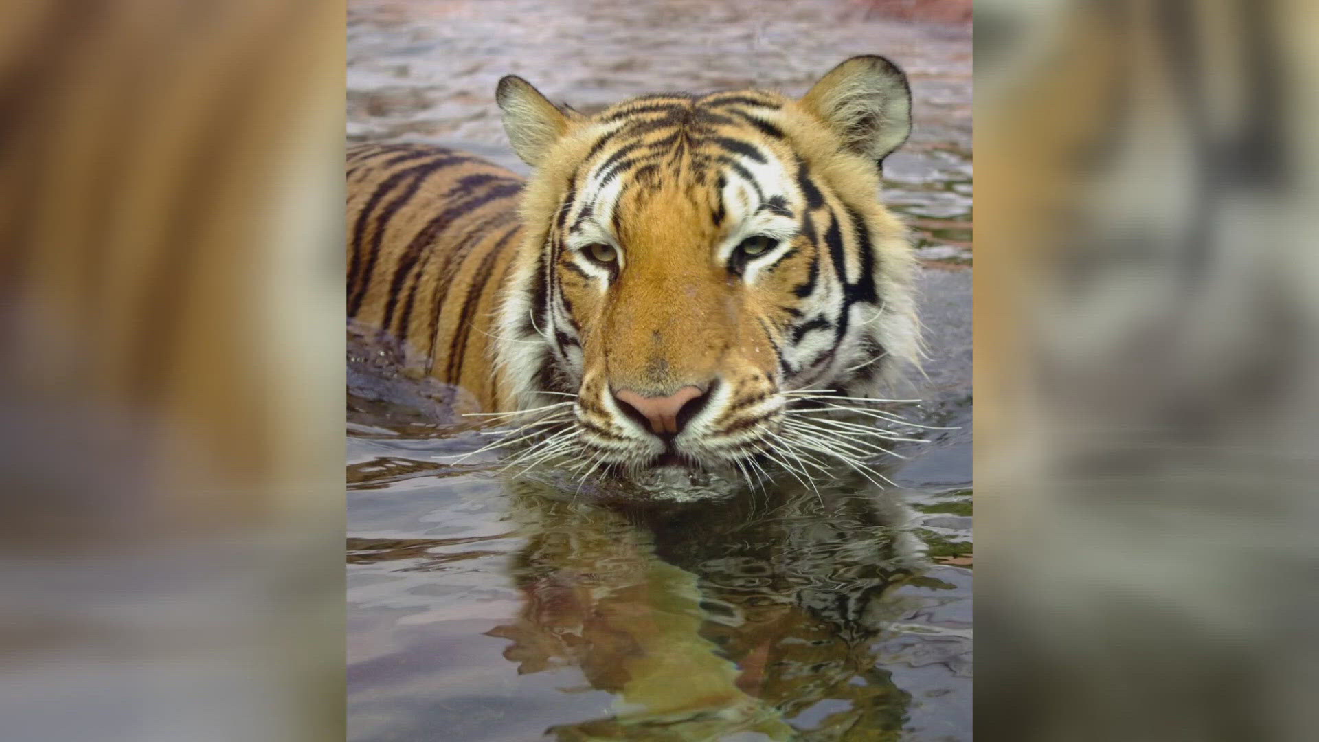 A live tiger will be wheeled onto the field at an LSU game for the first time in almost a decade. Gov. Landry pushed hard for the tiger to make a comeback.