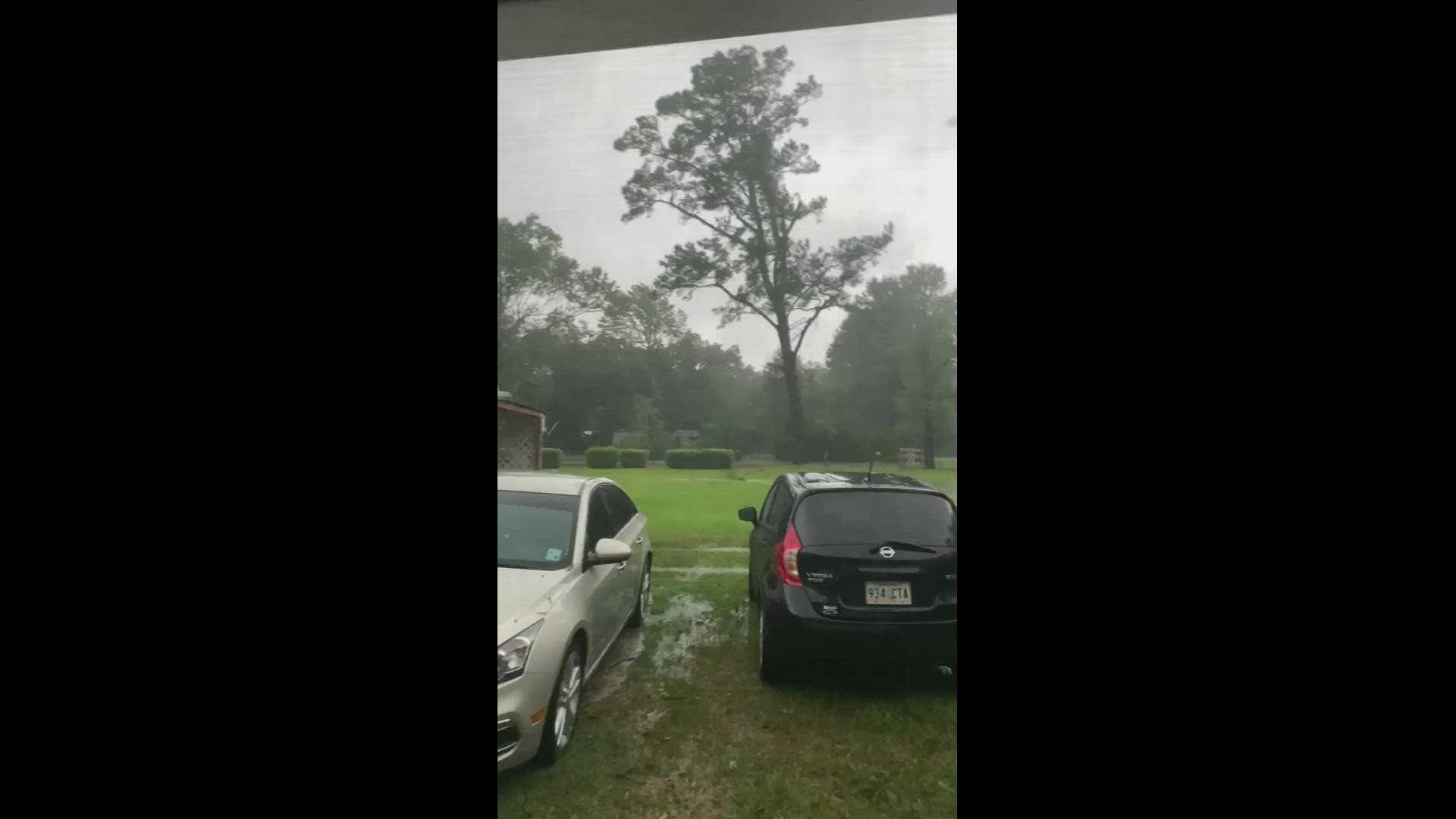 A large tree finally succumbs to Hurricane Ida's winds on Sunday. Video by Matt Dupont.