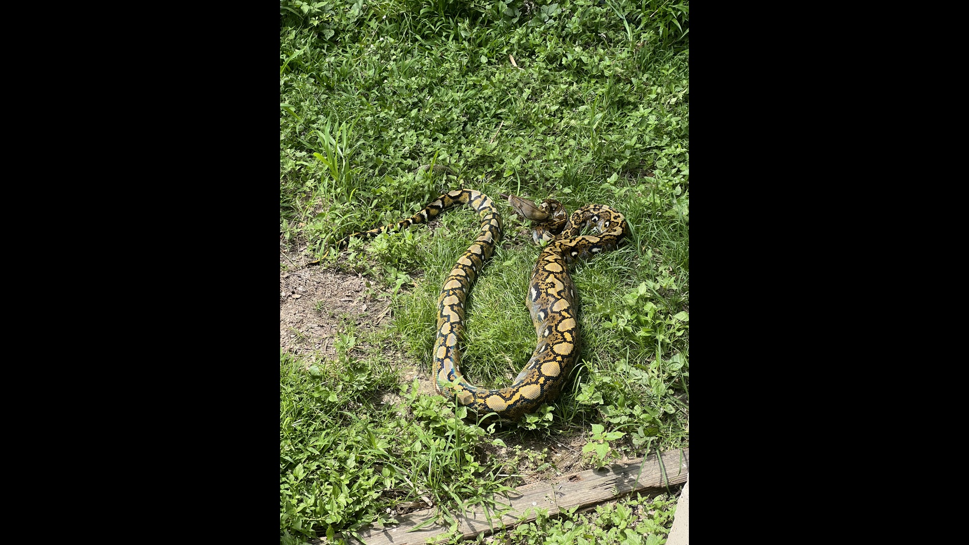 Houma man finds giant python in backyard | wwltv.com