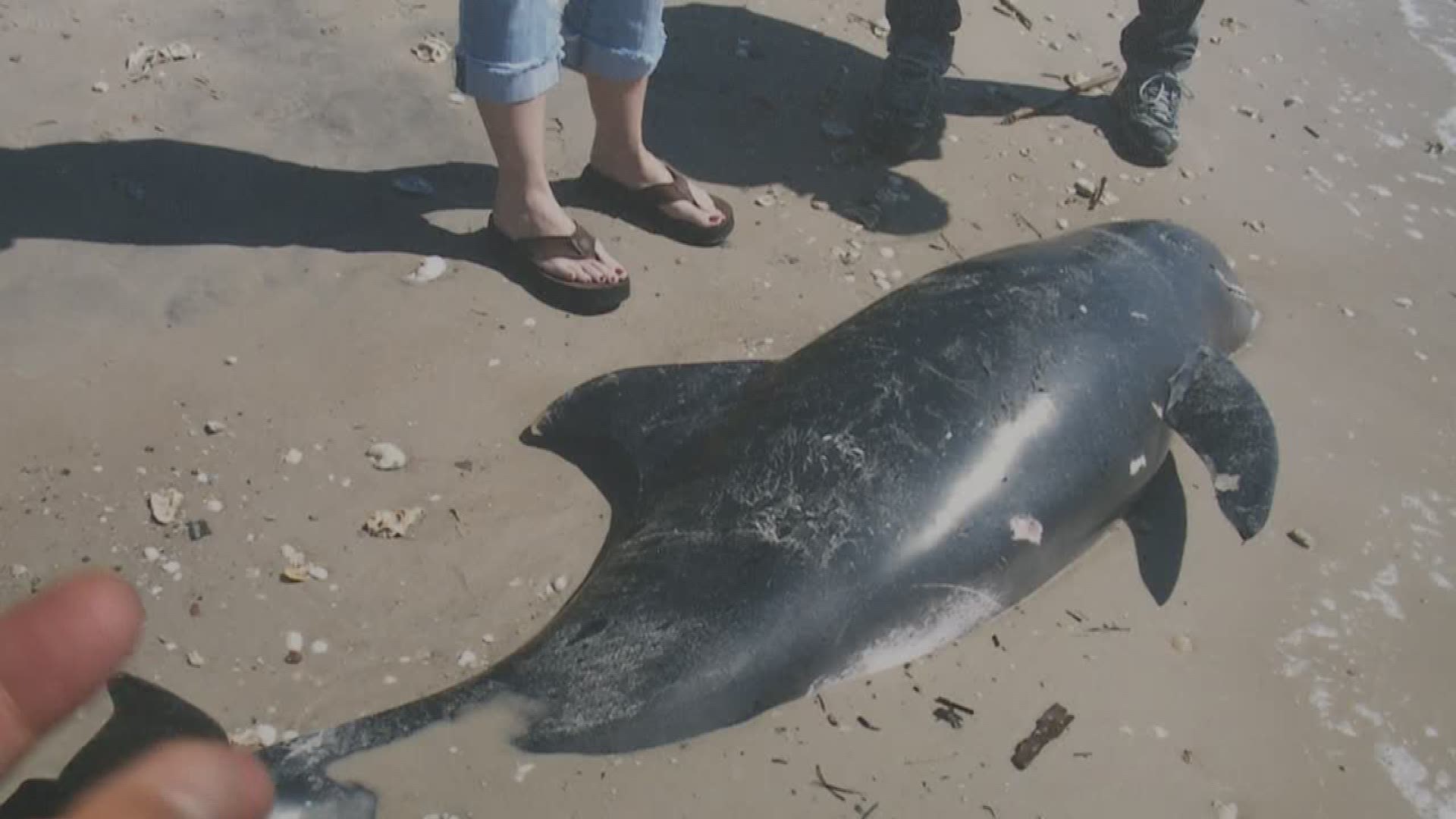 Local fishermen are concerned after dozens of dead sea turtles and dolphins are being discovered in the Gulf of Mexico, spawning concern over the dead zone. 