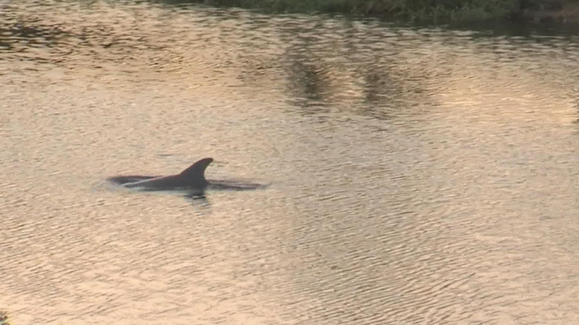 Residents are surprised to have a dolphin in Louisiana waters but others are worried for its safety.