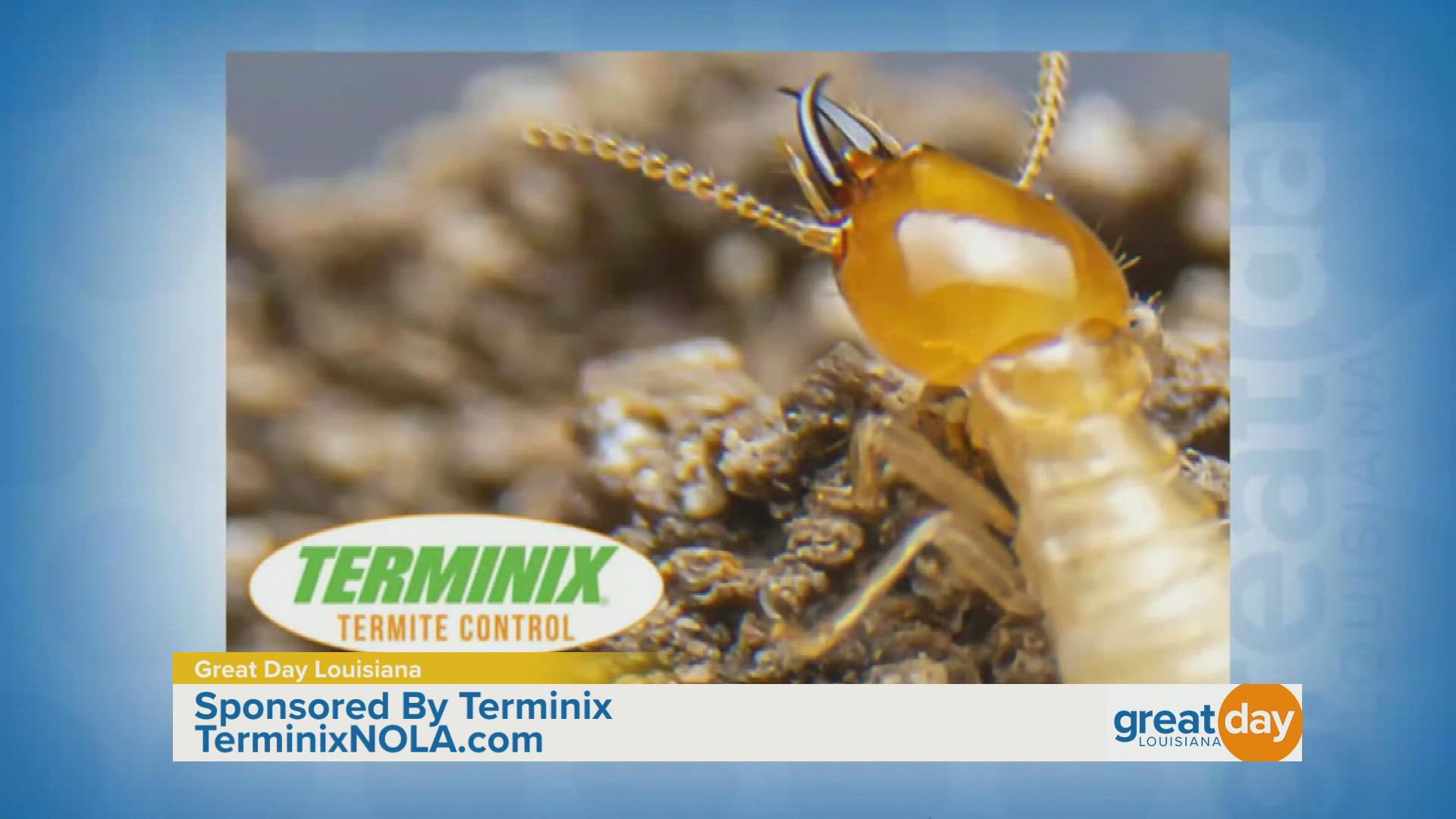 Terminix offers options for protecting your home when termites start to swarm.
