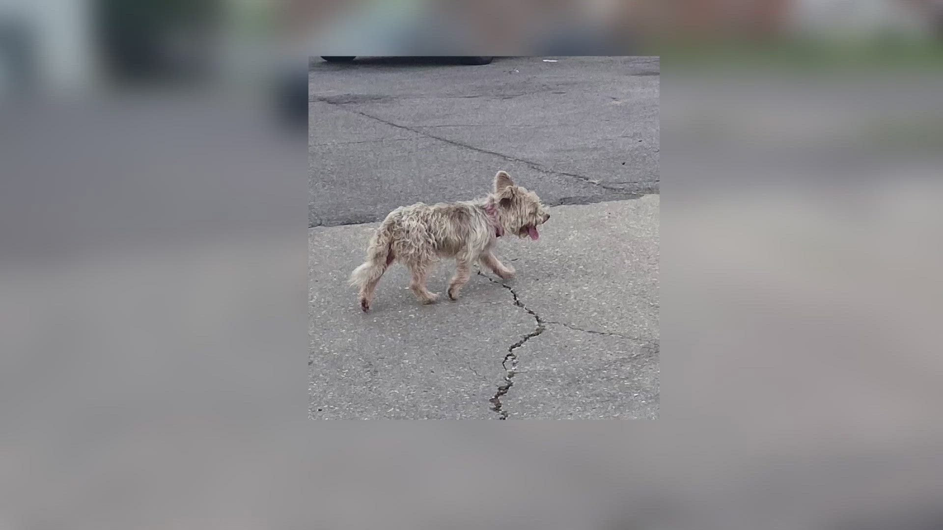 There are constant sightings of Scrim, a little dog who has been seen on ring cameras, posts on social media, t-shirts with volunteers, and paths he’s traveled.