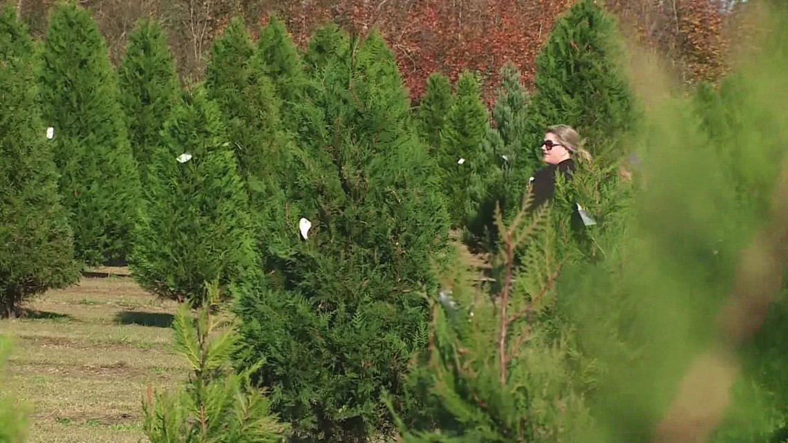 Christmas trees may be the cause of you holiday sneeze
