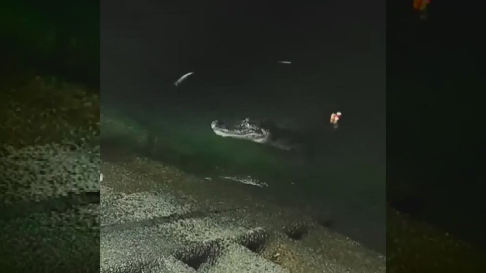 An alligator appeared on Lake Pontchartrain's seawall searching for food.