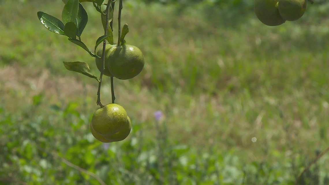 Salt water threatens citrus crops in Louisiana - Vimarsana News