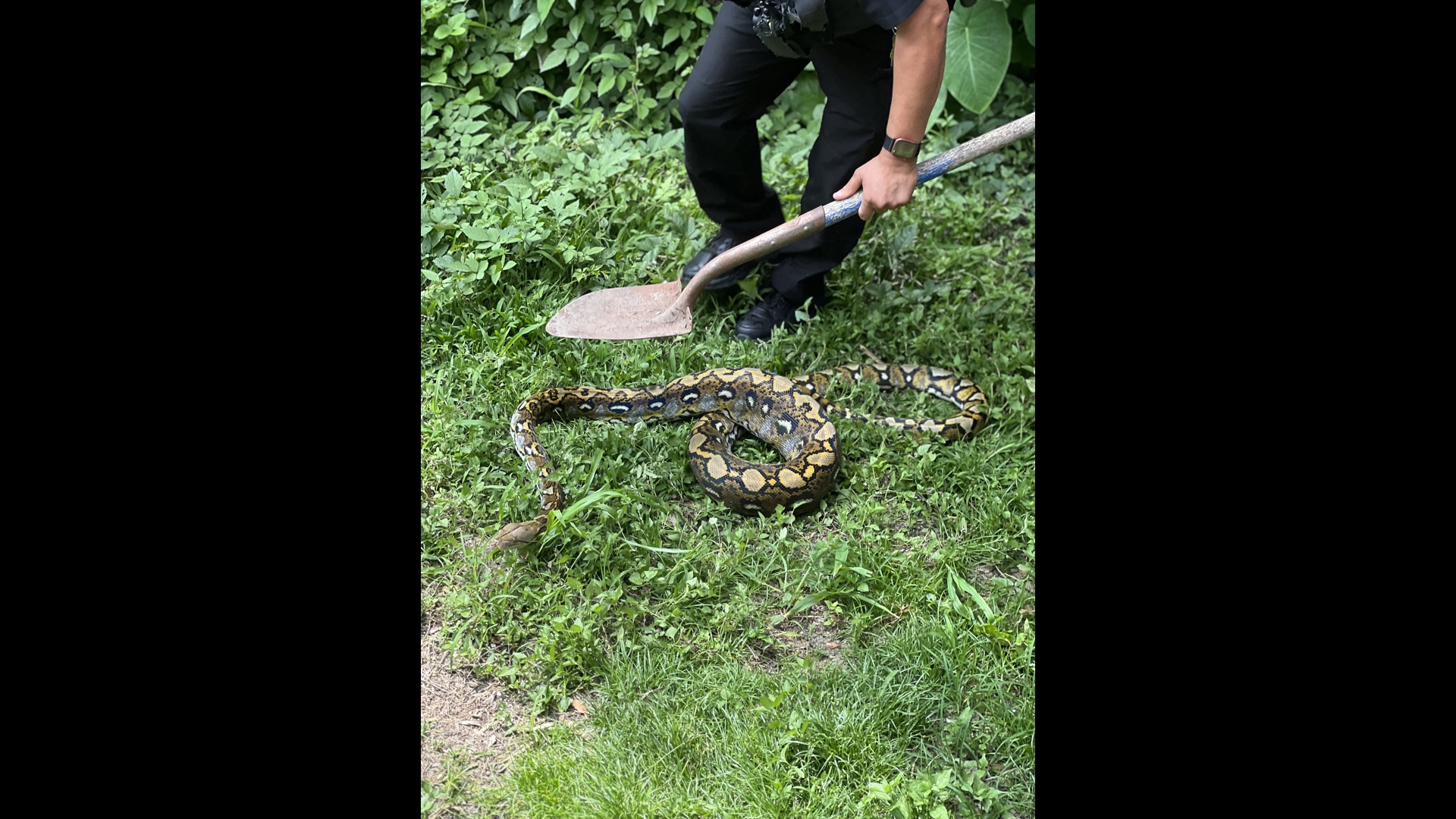 Houma man finds giant python in backyard | wwltv.com