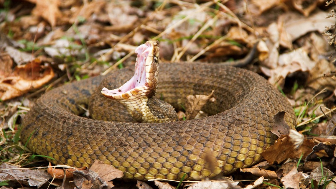 Photo guide to the six venomous snakes of Georgia | wwltv.com