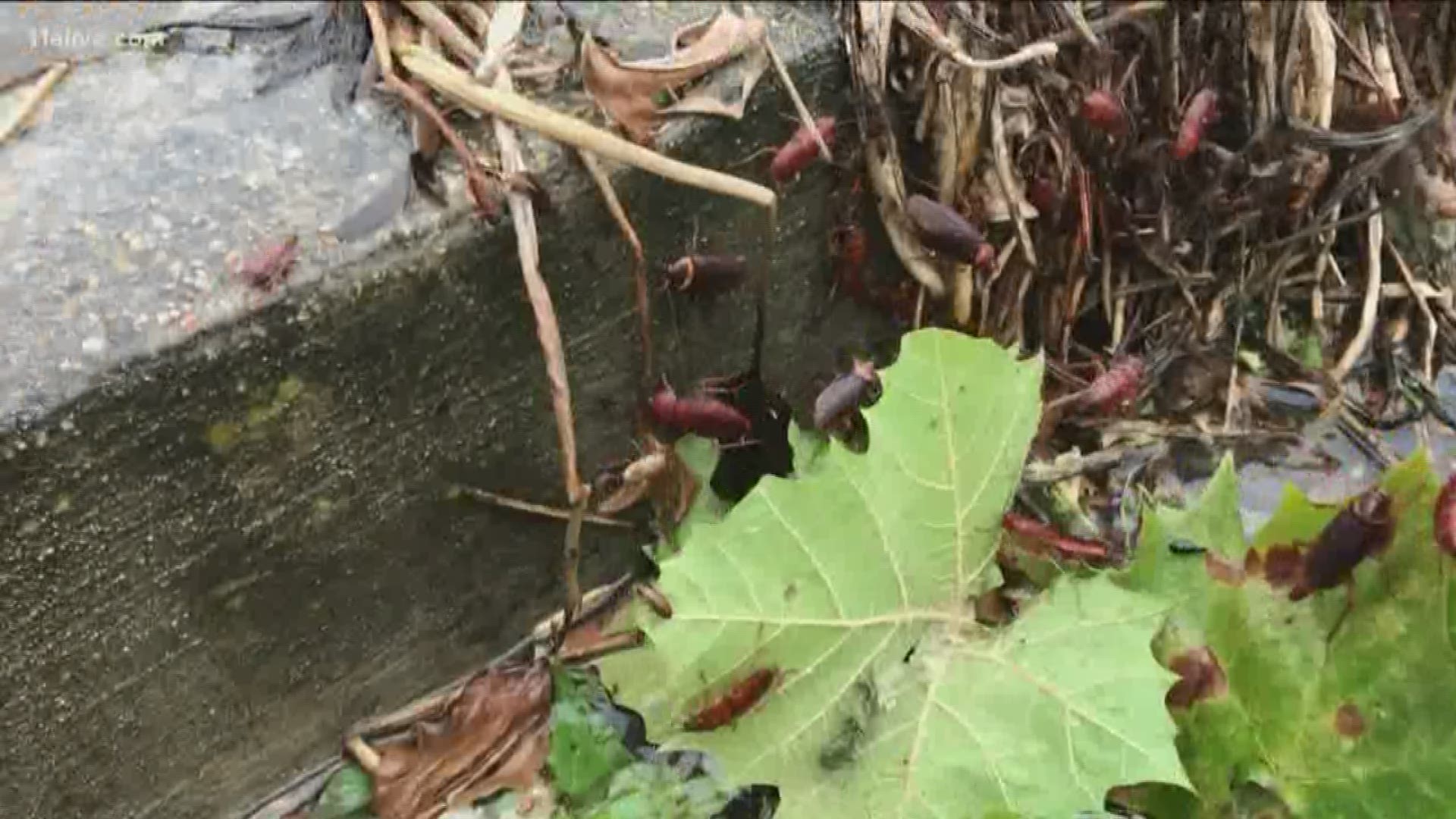 Roaches, snakes and crabs are among a few of the creatures that have been seen trying to escape Louisiana floodwaters.